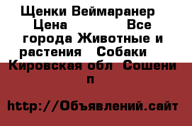 Щенки Веймаранер › Цена ­ 40 000 - Все города Животные и растения » Собаки   . Кировская обл.,Сошени п.